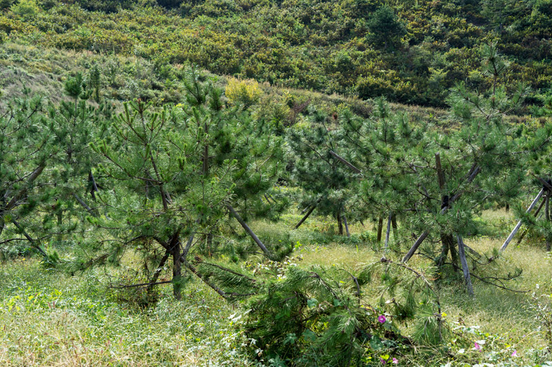 油松